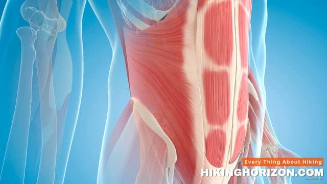 Understanding the Stomach Muscles - Does Hiking Tone Your Stomach