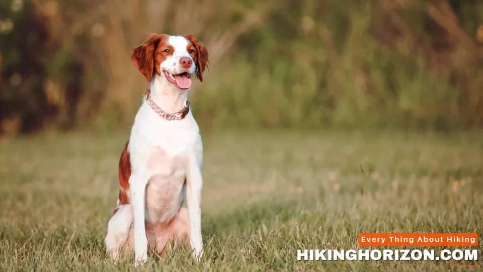 Brittany - Best Dog Breeds for Hiking