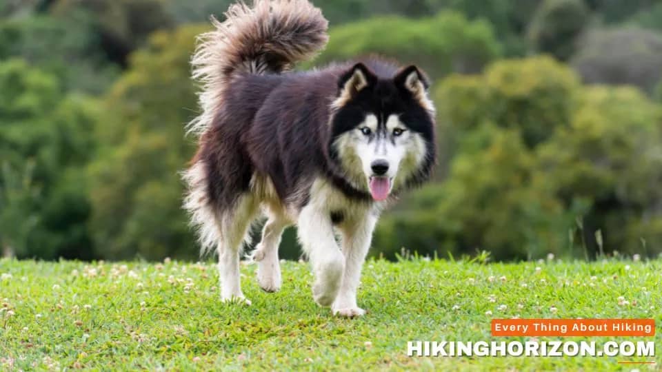 Siberian Husky - Best Dog Breeds for Hiking
