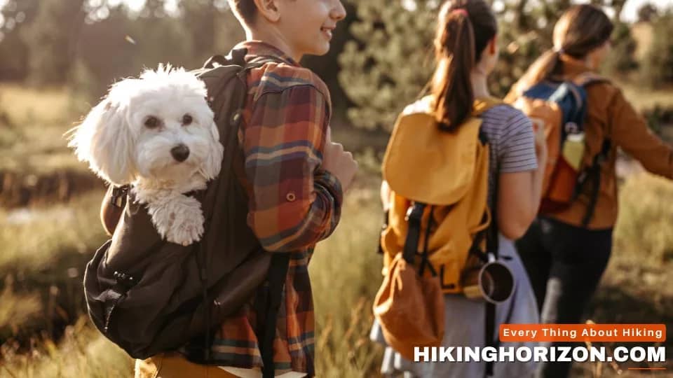 Embarking on the First Hike with Your Furry Friend