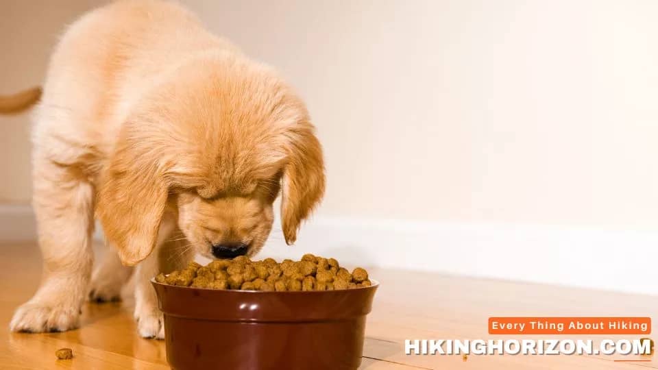 Food and Water for puppies